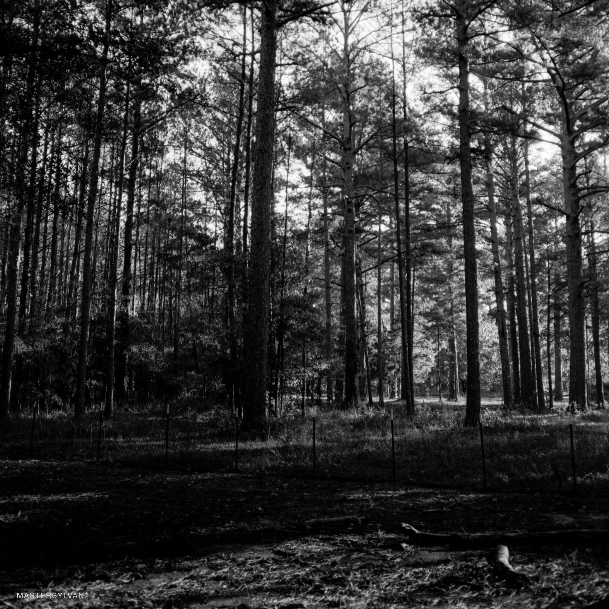 Fomapan 100 - Image 3