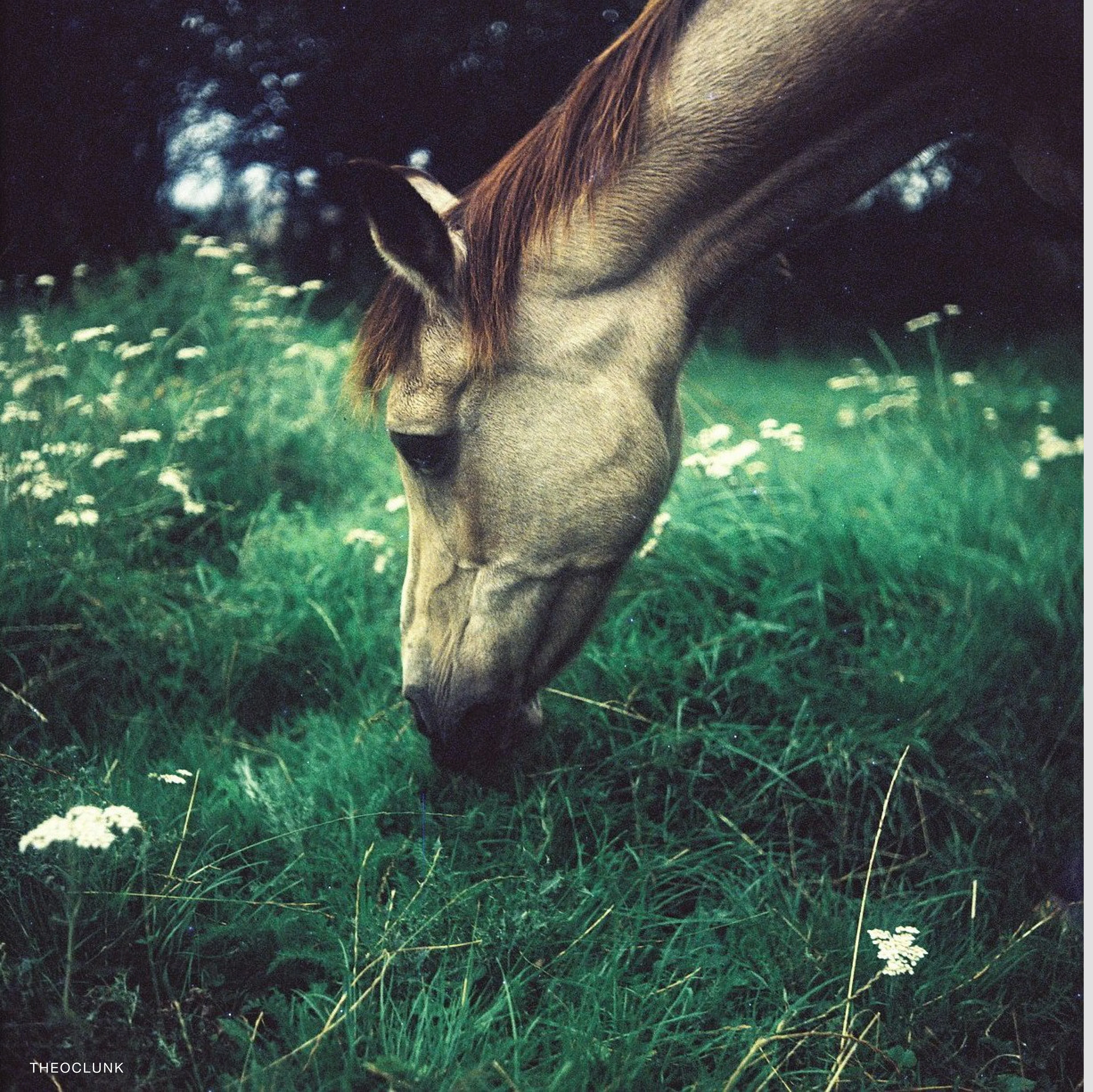 Kodak Ektachrome 100 Plus - Image 2