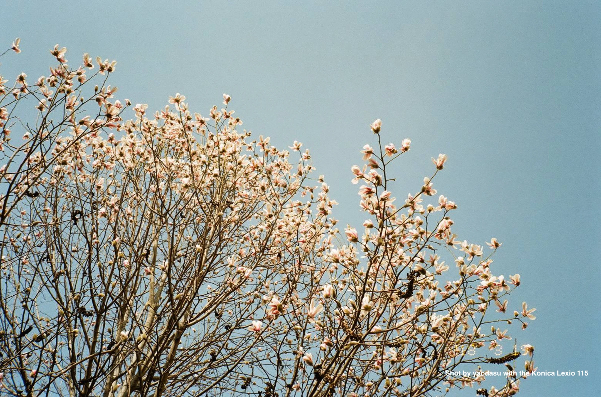 Konica Lexio 115 - Image 4