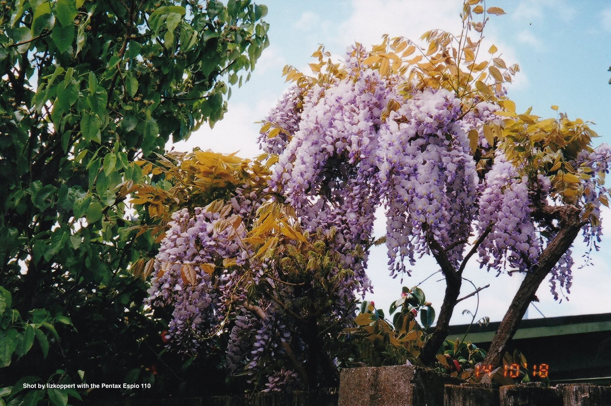 Pentax Espio 110 - Image 4