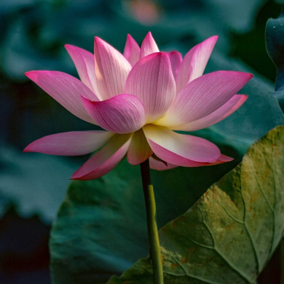 Hasselblad Planar 100mm 1:3.5 - Image 4