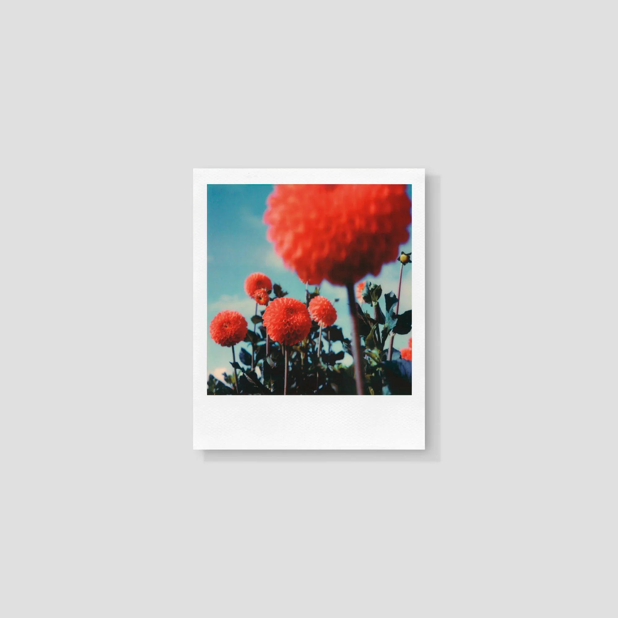 Polaroid Color SX-70 Film - Image 4