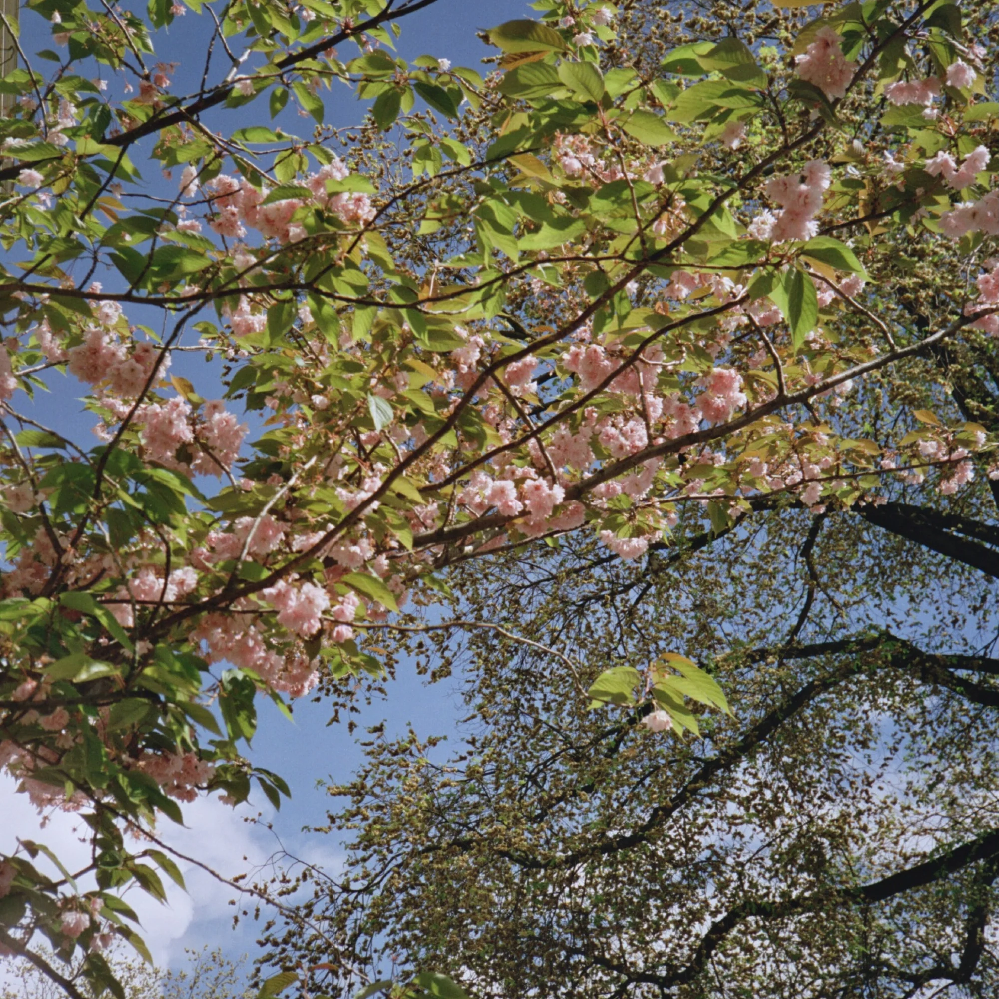 Hands on film Spring 200 - Image 3