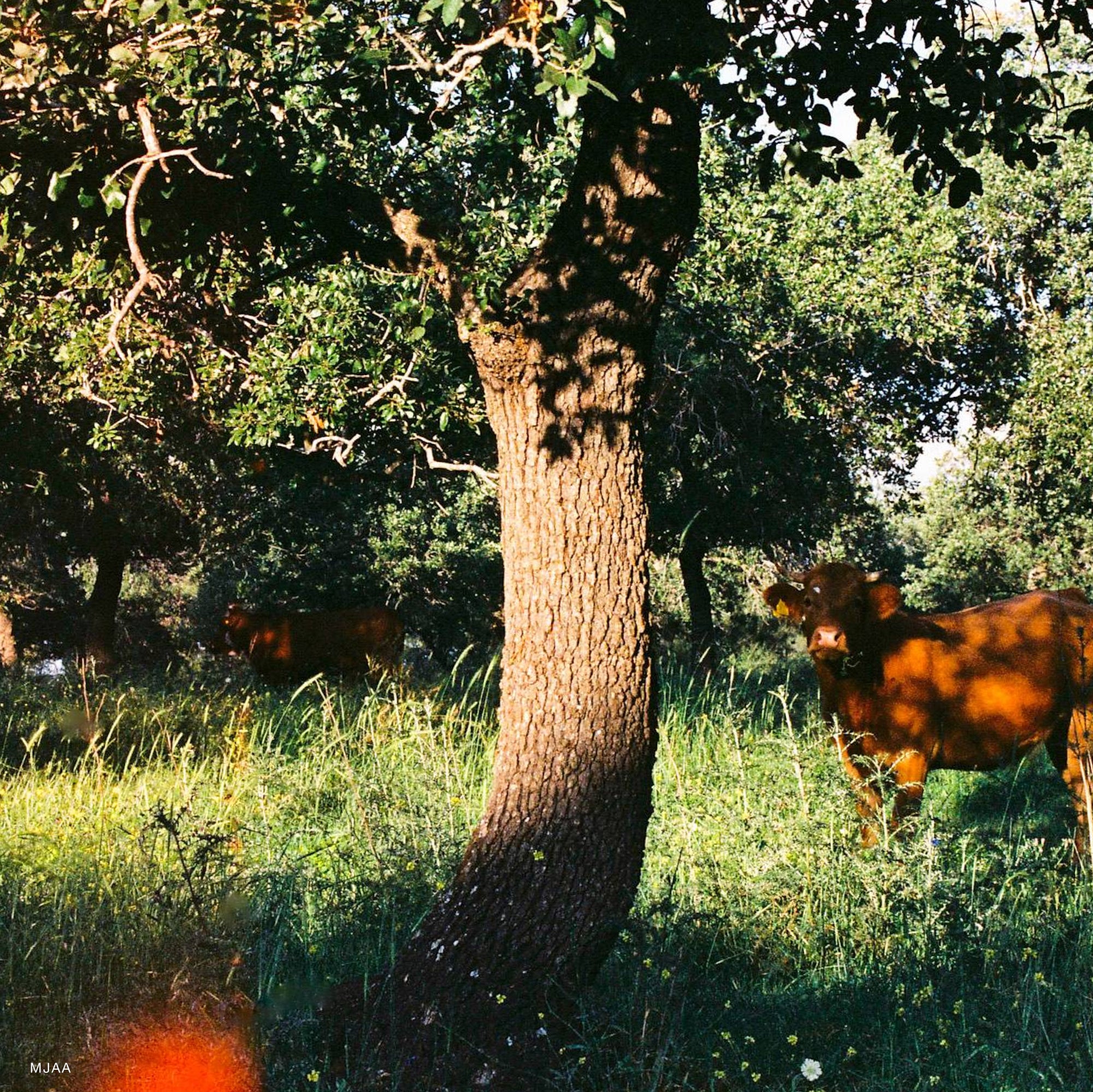 UMI 800T - Image 3